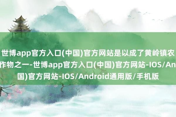 世博app官方入口(中国)官方网站是以成了黄岭镇农户冬种青睐培育的农作物之一-世博app官方入口(中国)官方网站-IOS/Android通用版/手机版